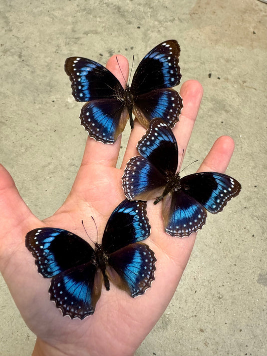 Blue Banded Butterfly 'Hypolimnas alimena' Butterfly