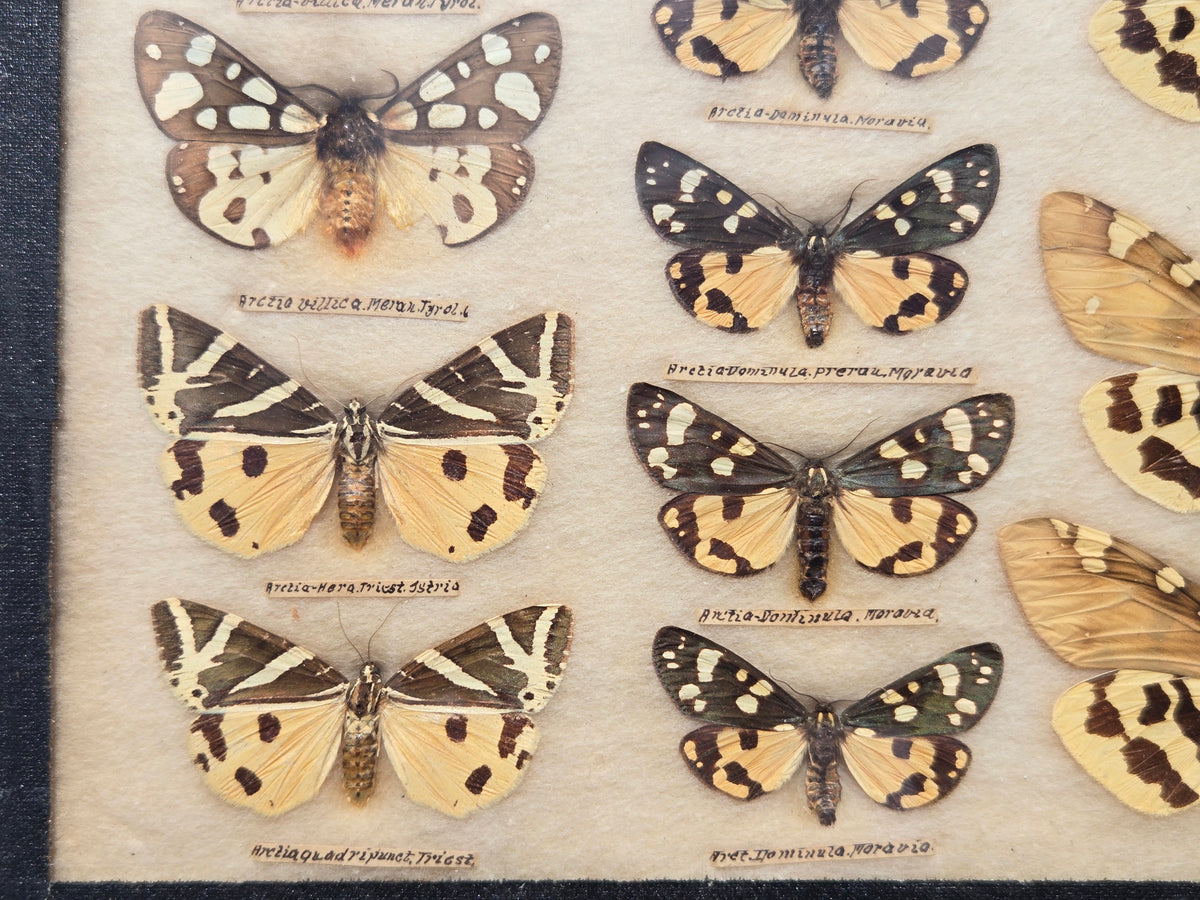 1904 Butterfly Collection-Europe, N. America, S. America