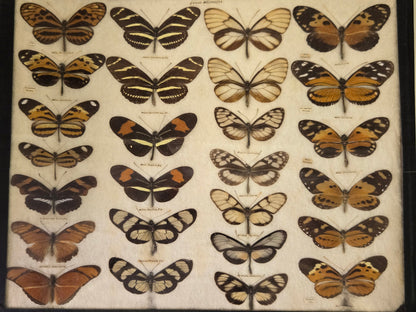 1904 Butterfly Collection-Europe, N. America, S. America