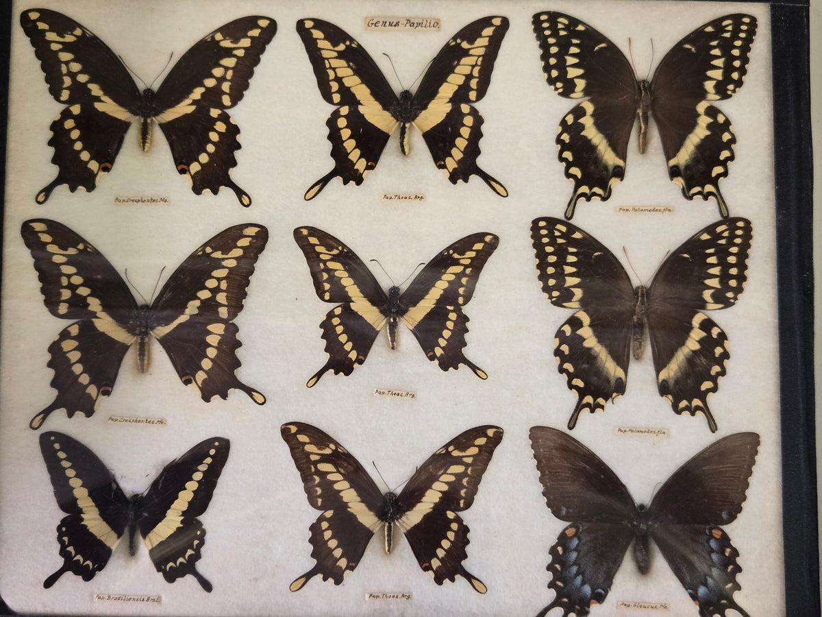 1904 Butterfly Collection-Europe, N. America, S. America