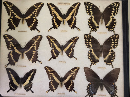 1904 Butterfly Collection-Europe, N. America, S. America