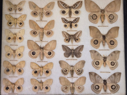 1904 Butterfly Collection-Europe, N. America, S. America