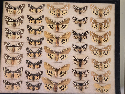 1904 Butterfly Collection-Europe, N. America, S. America