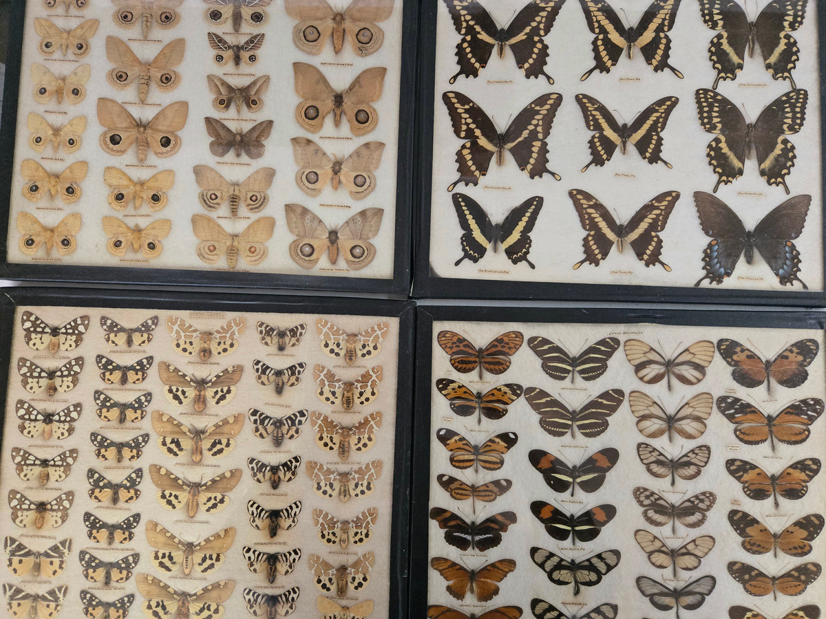 1904 Butterfly Collection-Europe, N. America, S. America