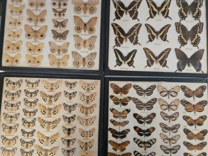 1904 Butterfly Collection-Europe, N. America, S. America