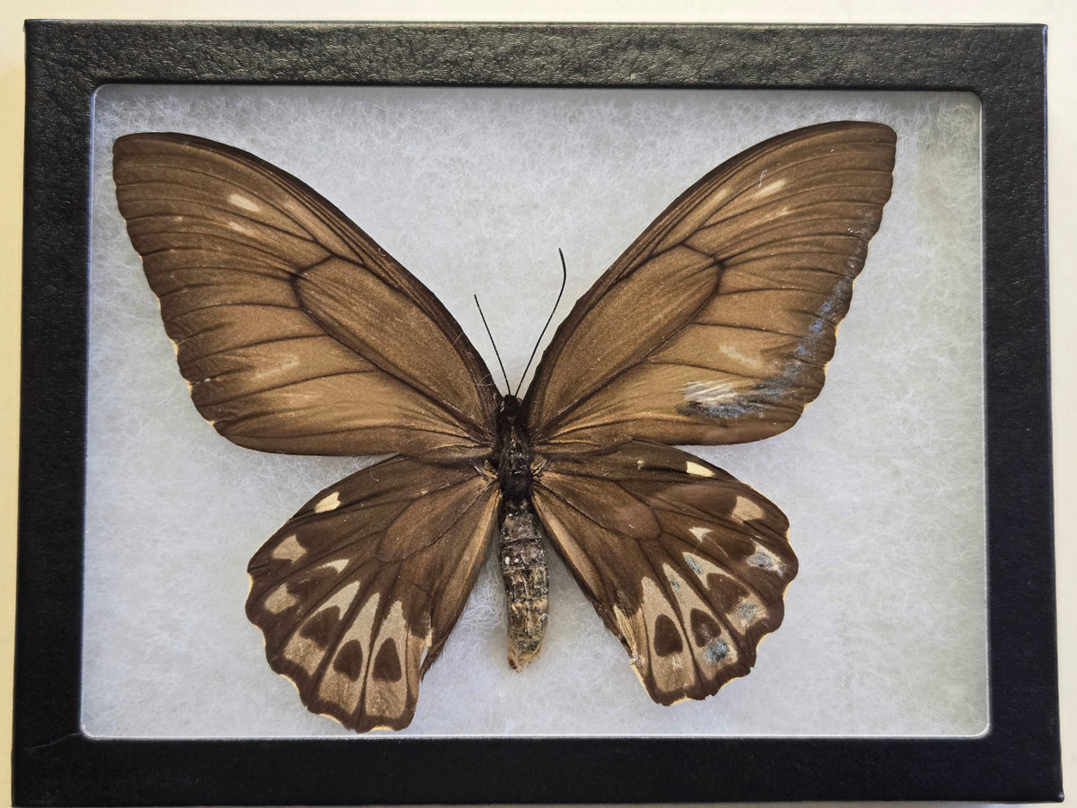 Ornithoptera priamus urvillianus Female Aberration (Male coloring)