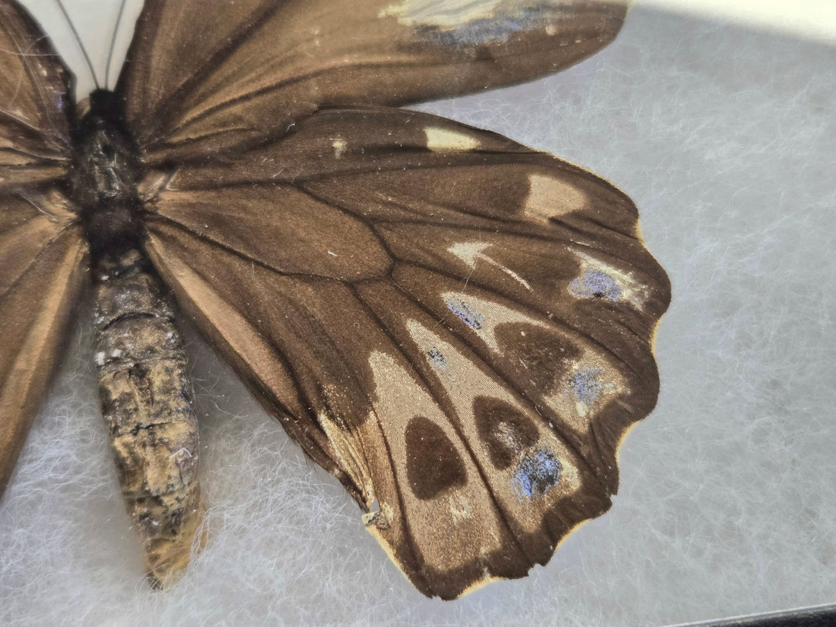 Ornithoptera priamus urvillianus Female Aberration (Male coloring)