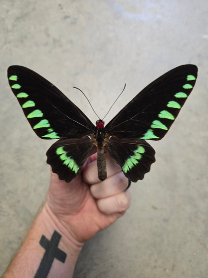 Trogonoptera trojana, Palawan Birdwing Butterfly, MALE, Wings unspread