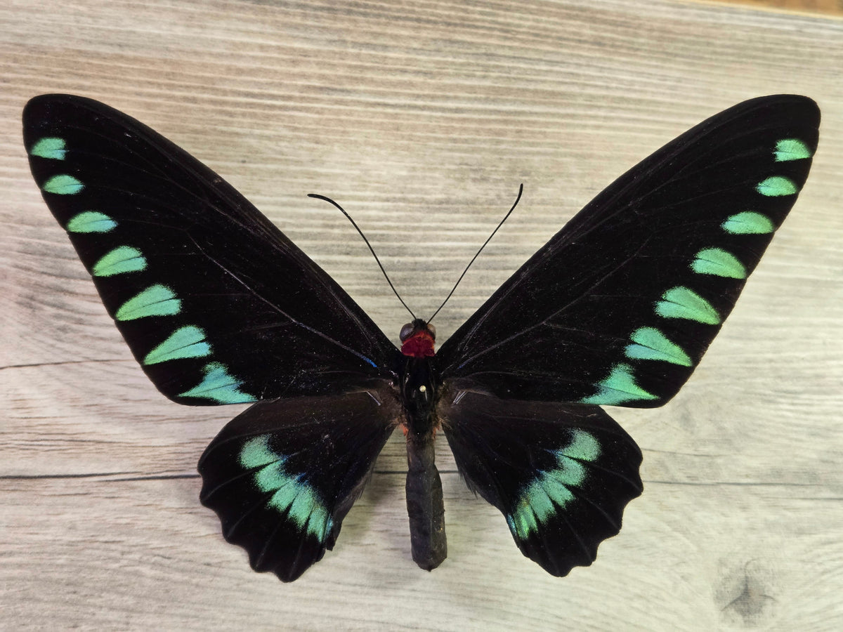 Trogonoptera trojana, Palawan Birdwing Butterfly, MALE, Wings unspread