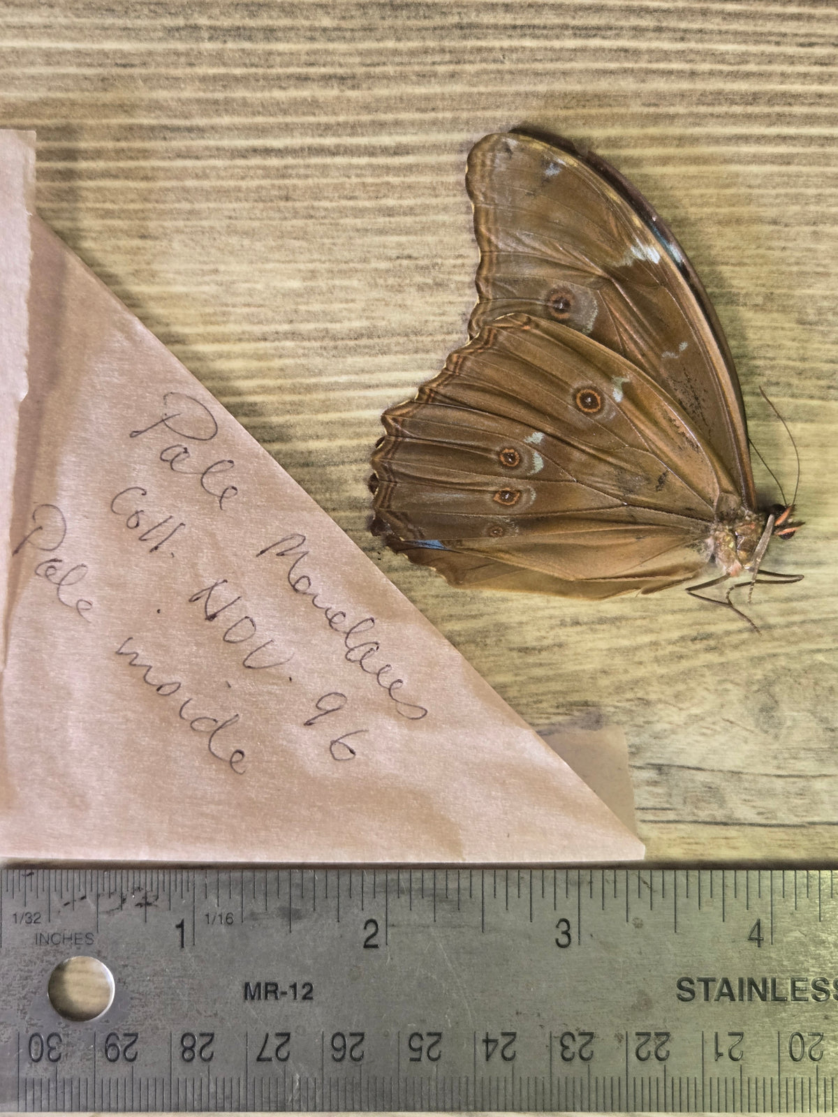 Pale Morpho menelaus