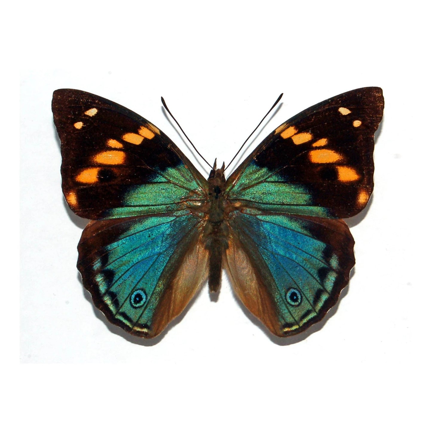 REAL Turquoise Emperor Butterfly 'Apaturina erminea papuana' Wings Unspread