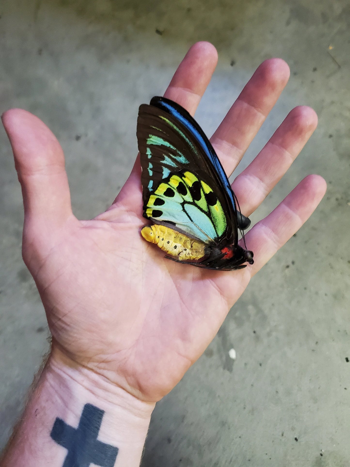 Rare Giant Blue Birdwing Butterfly! 'Ornithoptera priamus urvillianus' A1- Condition Ships from USA