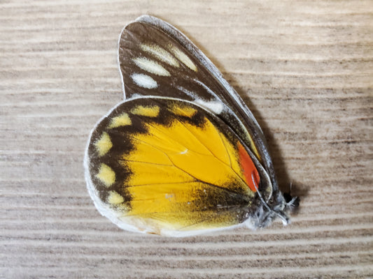 Jezebel Butterfly 'Delias eumolpe' Unspread