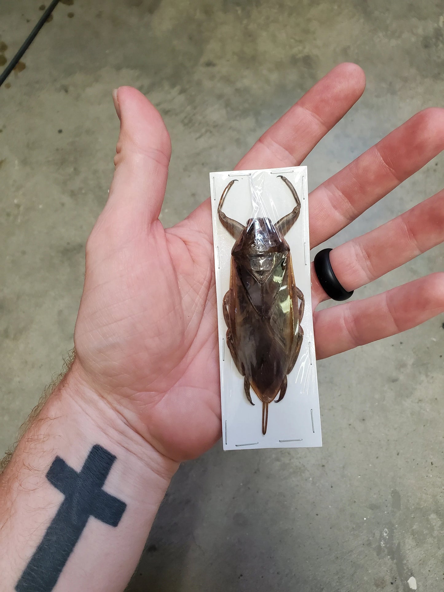 GIANT Water Bug 'Lethocerus indicus'