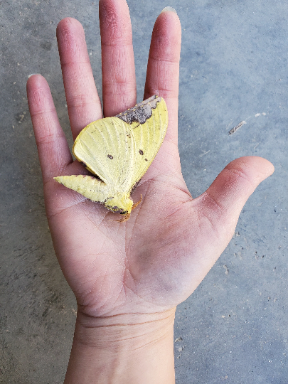 REAL Imperial Moth, Eacles imperialis, BIG!