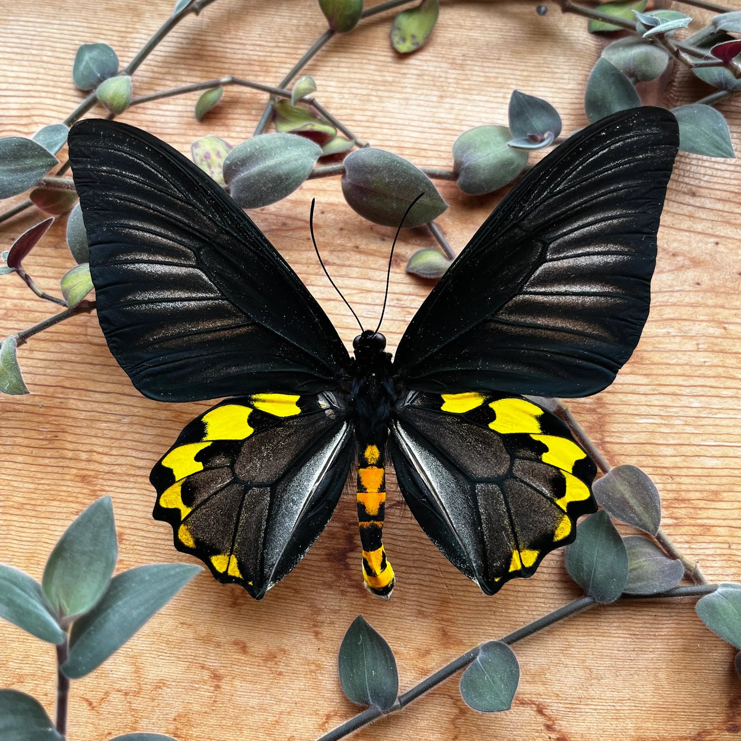 Rippon's Birdwing 'Troides hypolitus' butterfly PAIR -Unmounted male ...