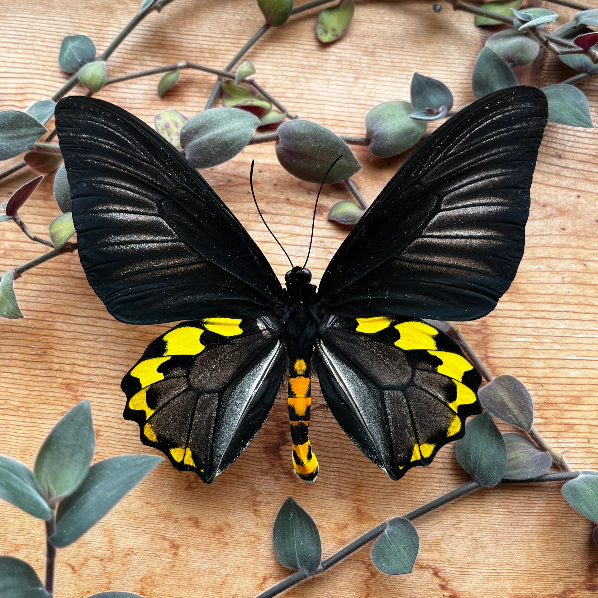 蝶の樹　Butterfly Tree #005 蝶の樹 Butterfly Tree #005