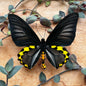 Rippon's Birdwing 'Troides hypolitus' butterfly  PAIR -Unmounted male & female