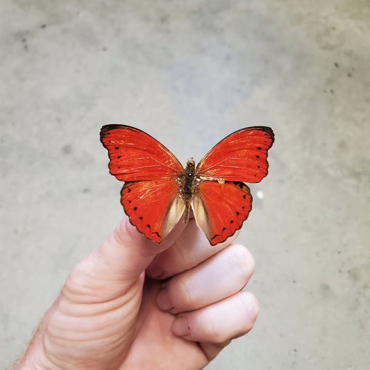 Scalloped Red Glider Butterfly 'Cymothoe excelsa' Unspread