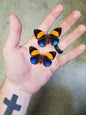 REAL Dotted Glory Butterfly 'Asterope markii hewitsoni' Unmounted