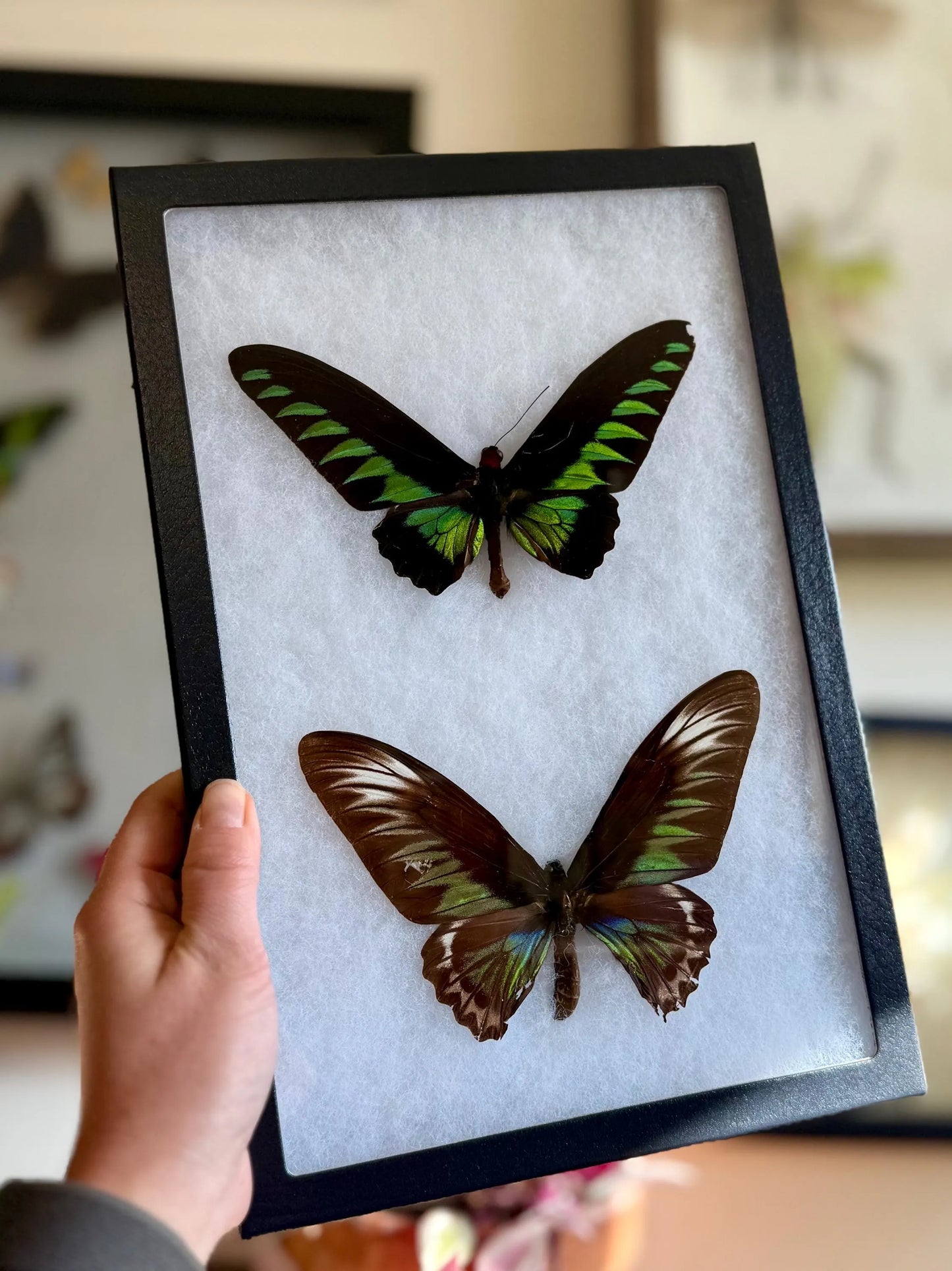 Rajah Brooke’s Birdwing SPREAD and Framed Butterfly Male and Female Pair Trogonoptra brookiana albescens