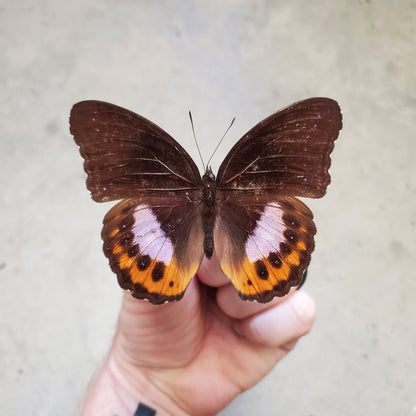 Real Purple Moon Butterfly 'Hypolimnas pandarus' Unspread