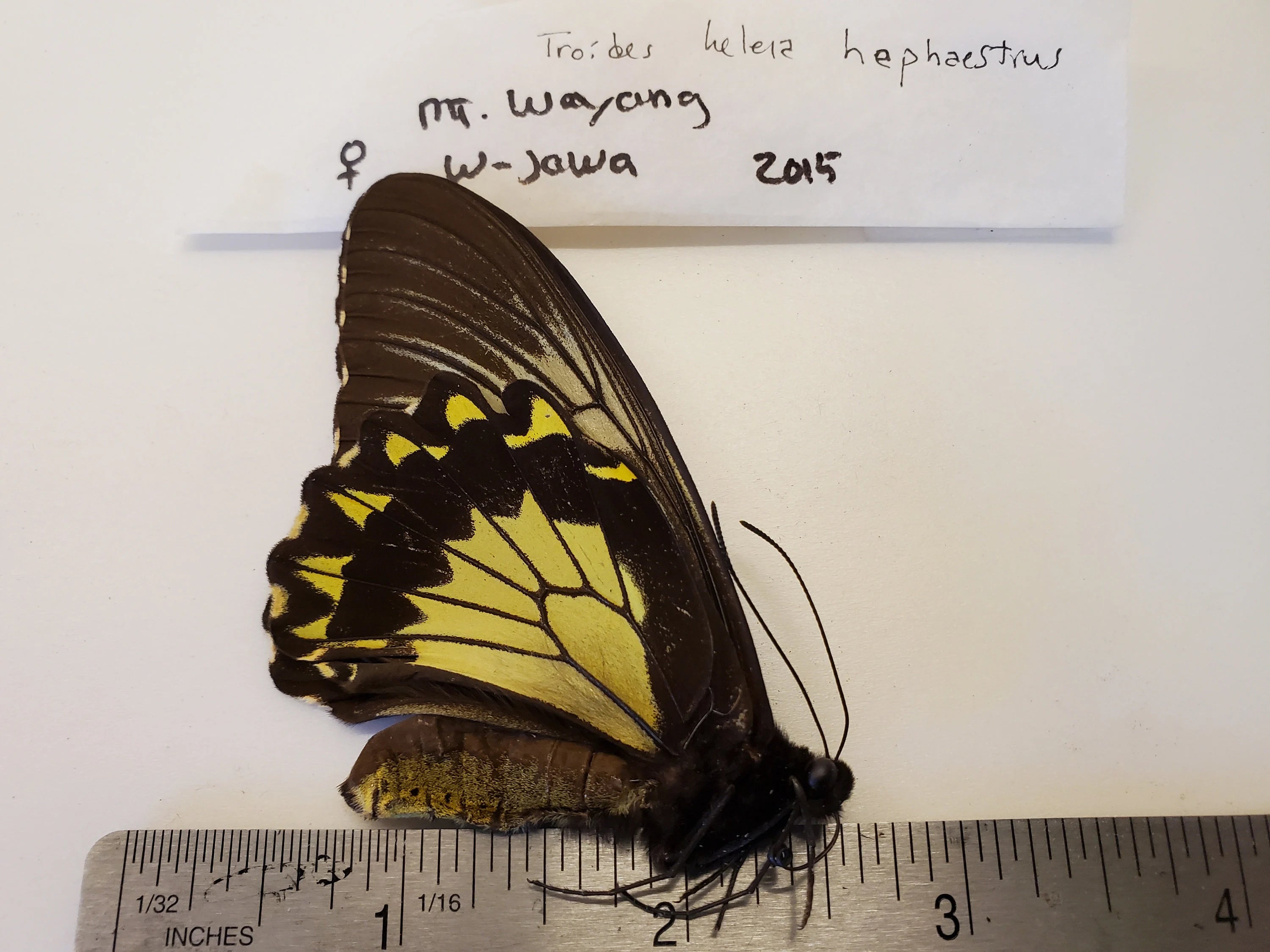 W. Java Birdwing Butterfly 'Troides helena'