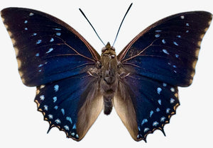 REAL Charaxes tiridates STARRY NIGHT Butterfly Blue Africa