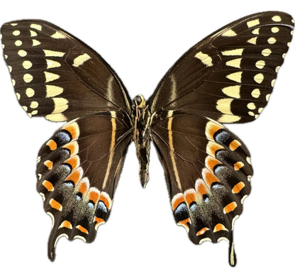 Laurel Swallowtail 'Papilio Palamedes'