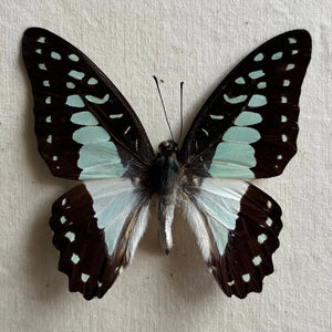 Great Jay Butterfly 'Graphium eurypylus'