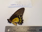 Birdwing Butterfly 'Troides helena hephaestrus' Lombak Is.