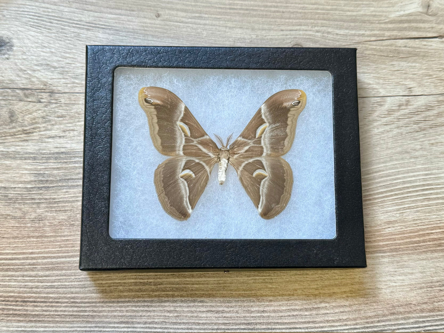 REAL Eri Silkmoth 'Samia ricini' SPREAD and FRAMED Moth