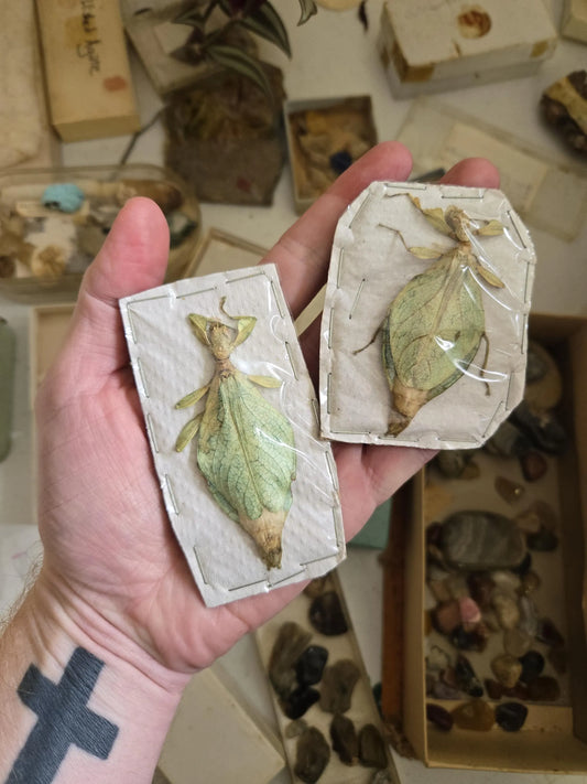 RARE! Leaf insect 'Compaphyllium caudatum', Dried, Dead, preserved Insect Specimen, Vintage Collection Find!