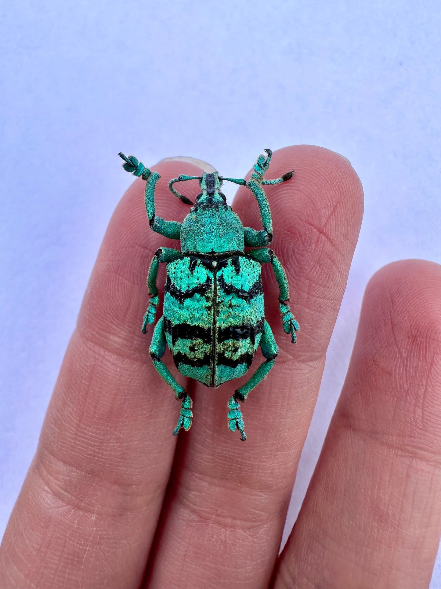 Blue/Green Weevil Beetle 'Eupholus chevrolati'