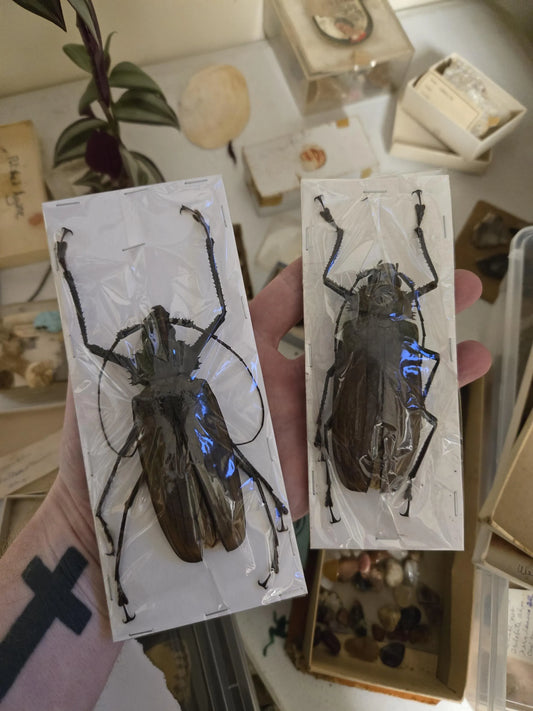 HUGE Xixuthrus microcerus Beetle Pair, Real GIANT Longhorn Beetles