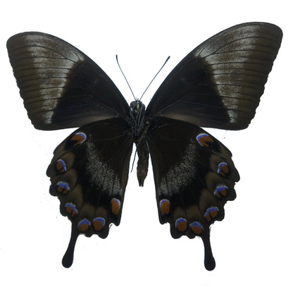 Papilio ulysses, Mountain Blue Swallowtail