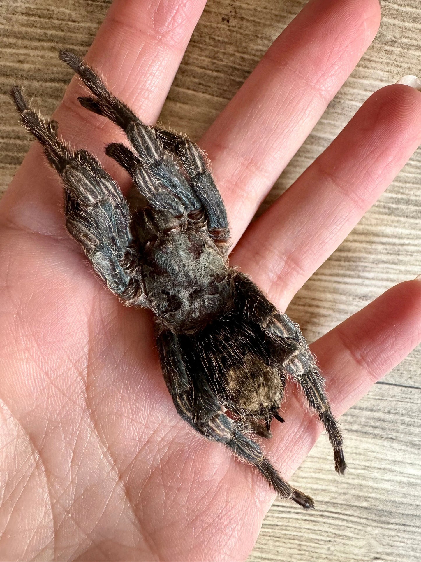 REAL Peruvian Bird Eating Tarantula 'Hapalotremus carabaya'