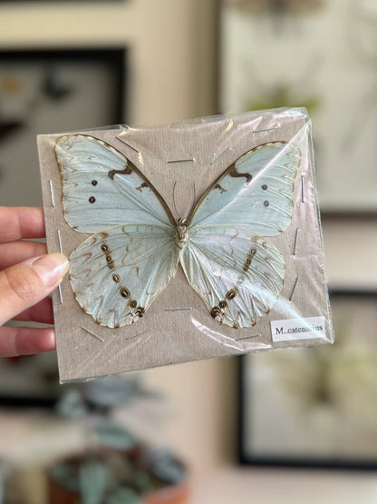 Real Blue White Morpho Butterfly 'Catenarius' UNSPREAD