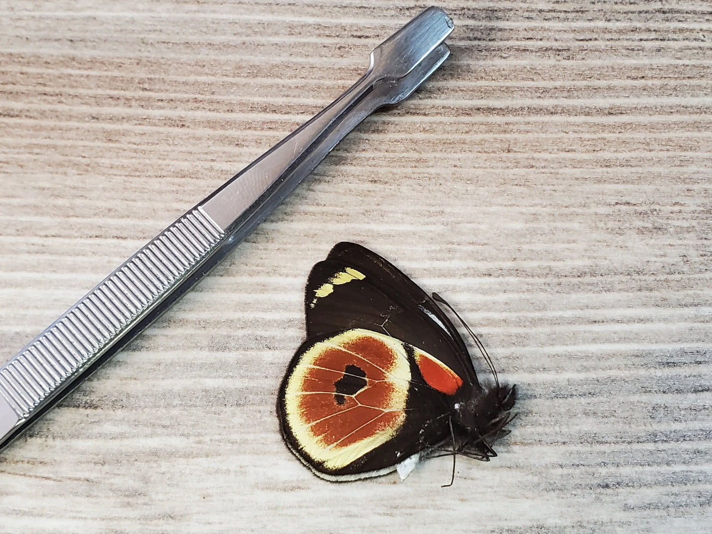 REAL Delias castaneus Butterfly, Papua New Guinea