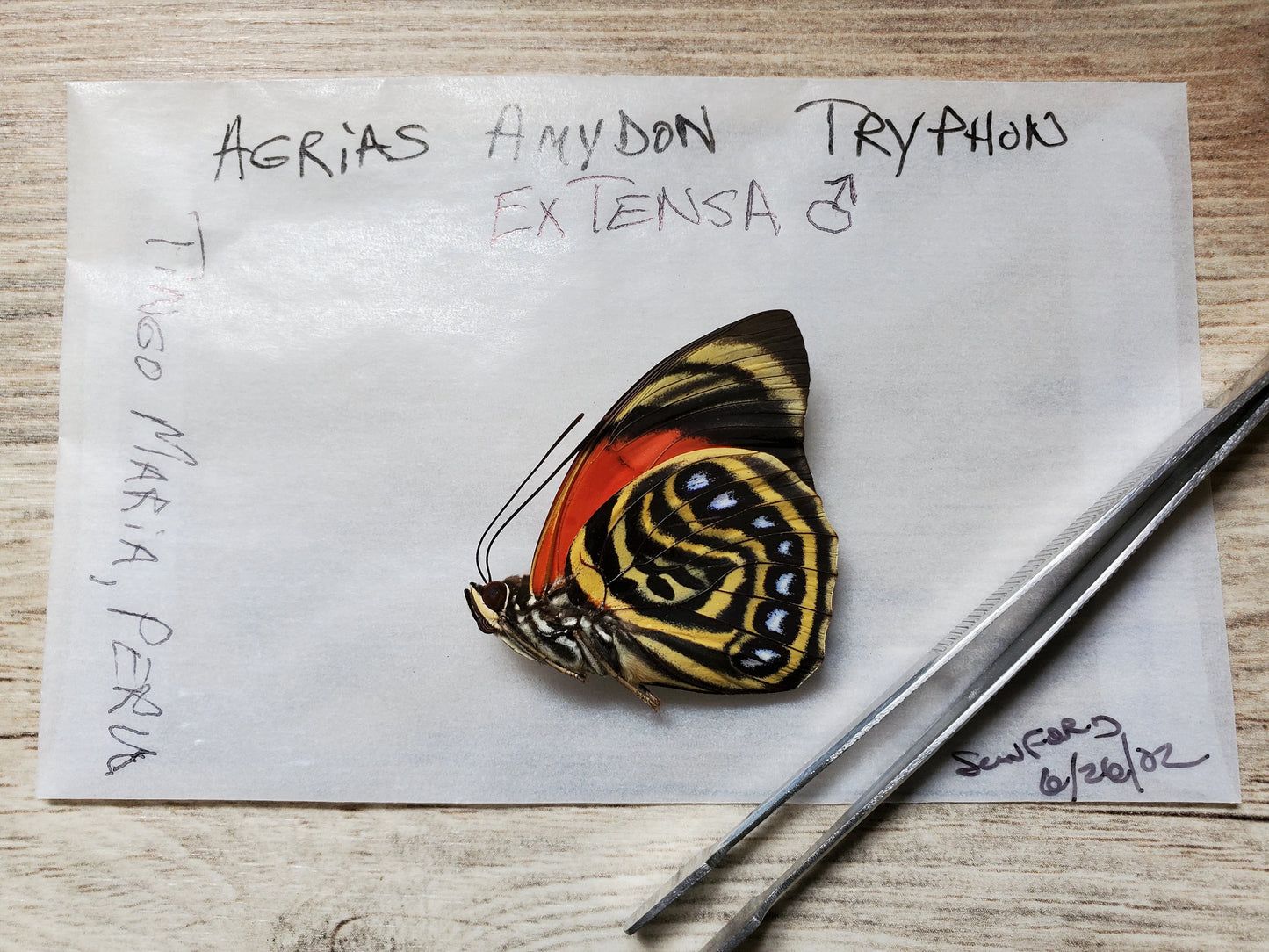 RARE Agrias amydon tryphon Butterfly Condition unspread/unmounted Real