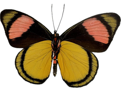 REAL Batosia hypochlora, 'Painted Beauty' Butterfly, unmounted