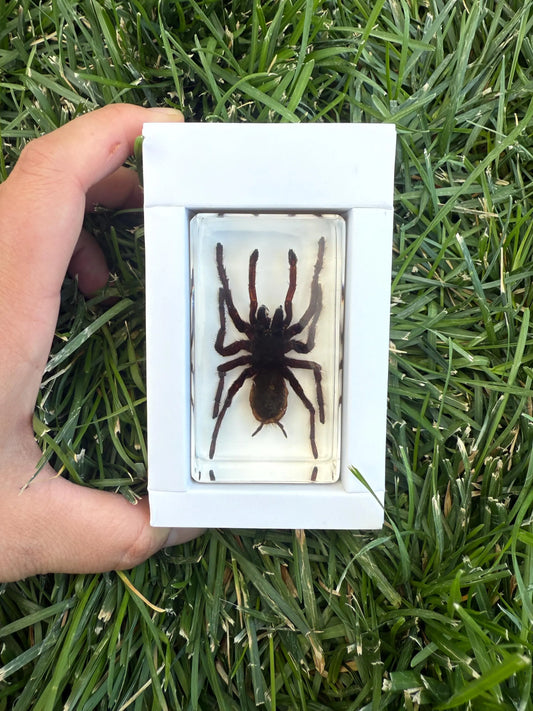 Real Preserved Tarantula in Clear Resin Display Block