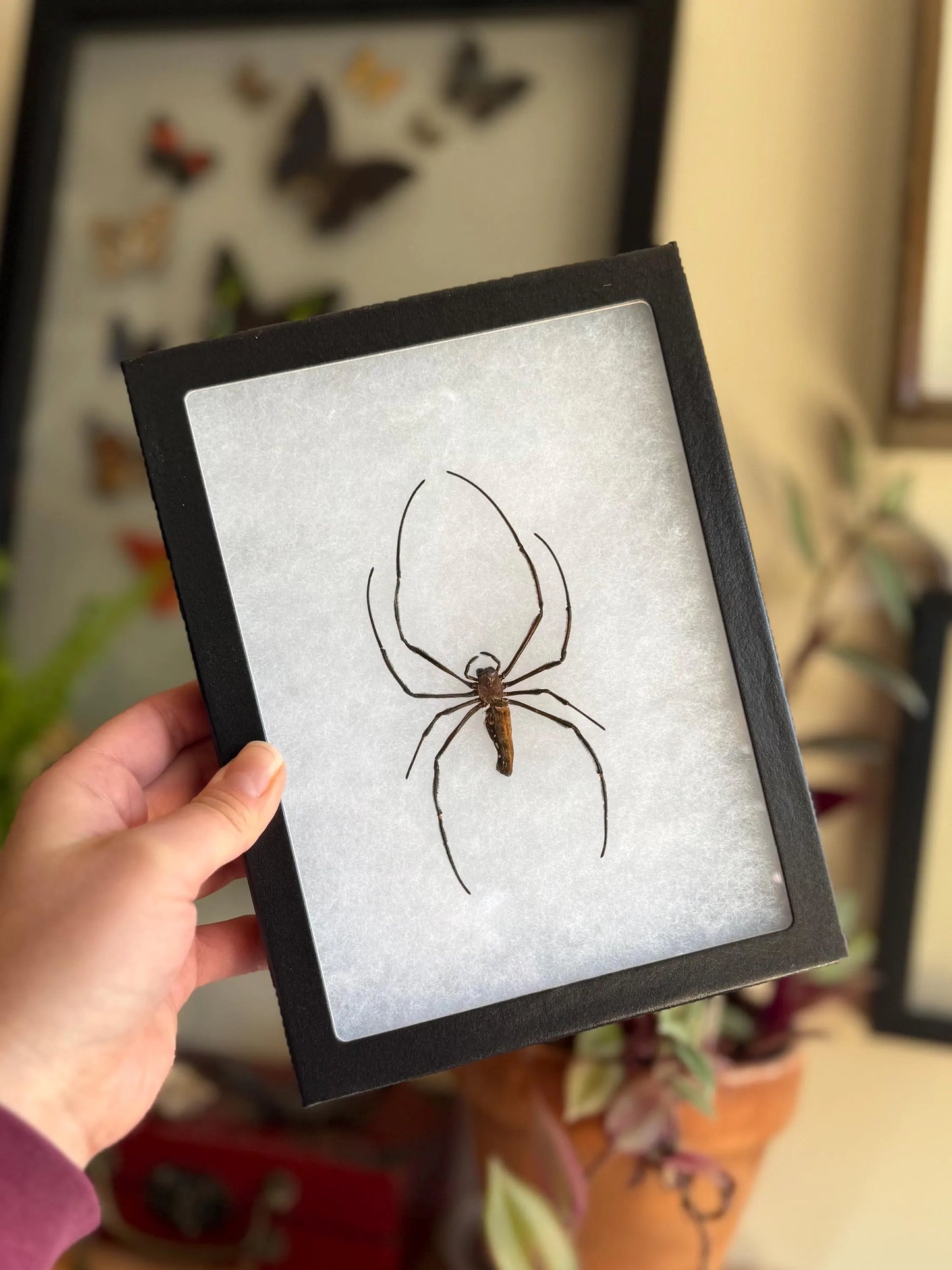 FRAMED Giant Golden Orb Weaver Spider Nephila Pilipes