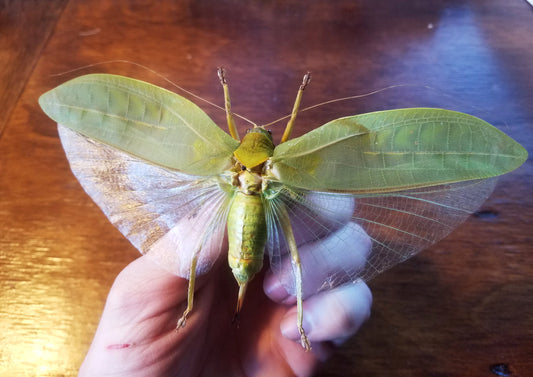 HUGE BUG! Real Giant Bush Cricket! Leaf Mimic Katydid