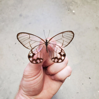 Clearwing Butterfly 'Haetera hypaesia' Male Unspread