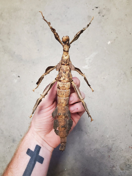 RARE GIANT Stick Insect 'Extatosoma popa horridus' UNSPREAD Dead Specimen Female