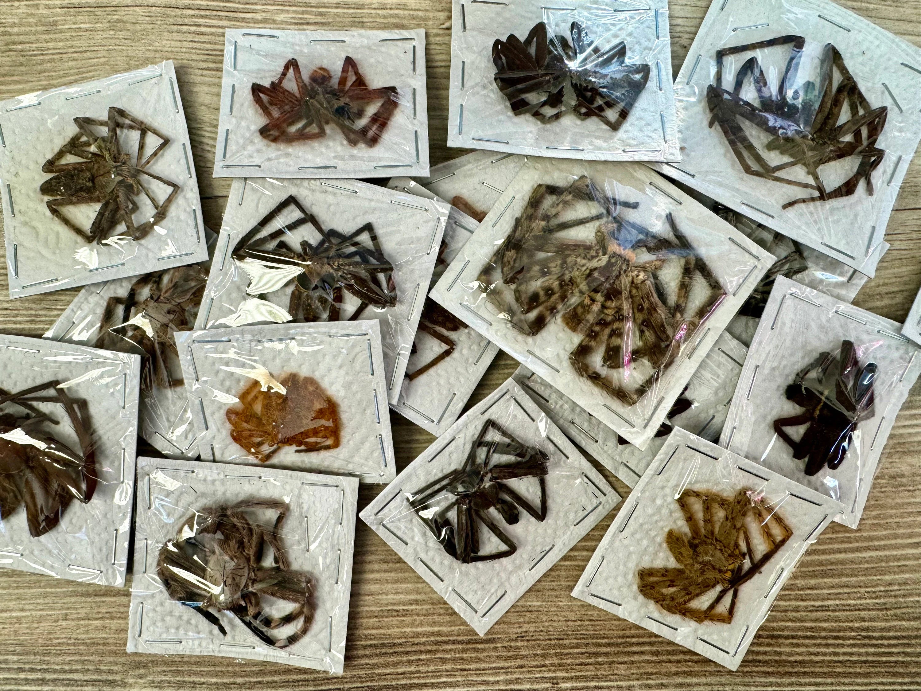 Mixed lot of REAL Spiders for artwork, crafts, and projects! Assorted