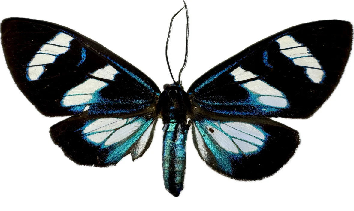 REAL Blue moth, Metallic Miliona species, unmounted