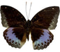 REAL 'Lexias pardalis' Archduke Butterfly unmounted