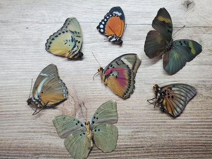 REAL Euphaedra jungle butterfly mix, collection of different species